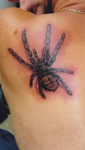 Spider-Tarantula-shoulder-Tattoo